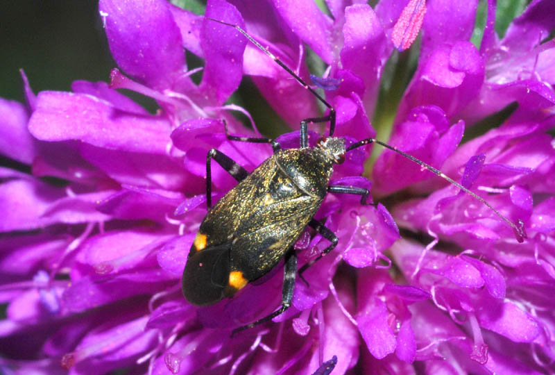 Miridae: due Closterotomus dell''Emilia (RE).